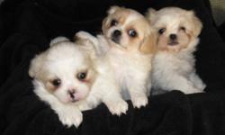 Shihtzu Morkie cross puppies.
 2 females, 3 males.
 Both parents are under 12lbs.
Please call for more information.
 Price listed is per puppy.
Vet Checked & 1st shots given