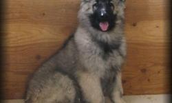 After carefully selecting our "keepers" from this breeding, we now have two gorgeous Shiloh Pups (male & female) with wonderful temperaments available from our August 2011 litter of 7.
Pups are:
From Registered Purebred Shiloh Dam and Sire
Up-to-date on