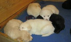 We have 4 blond and 4 black Shiloh Shepherd/Yellow Lab puppies ready to go to their forever homes on Valentine's Day.  These are large, fluffy, gentle pups.  Vet checked, dewormed, and first shots, well socialized with people and other dogs.  Come early