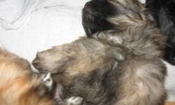 Price will go up to regular price of $450 after Jan.1st Shiranians are a recognized hybrid in the U.S. Two Mothers=One 11lb black and white Shih-tzu, the other 12lb grey,silver and white Shih-tzu. Father is a burgundy black 41/4lb Pomeranian.All on