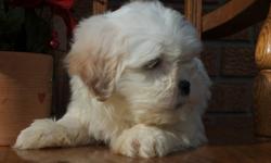 Available Today
Shorkie F
Shih-Tzu X Yorkie
Now 9 weeks of Age
First Shots and De-wormed
Vet Health Certified
Written Health Guarantee
Micro chipped
Ready for his new home, our little Shorkie Female will be a wonderful family friendly, non shedding family
