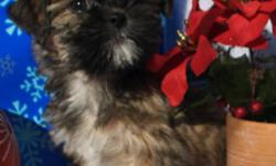 SHORKIE FEMALES
NON SHEDDING AND HYPOALLERGENIC
NOW 9 WEEKS OF AGE
Ready for their new homes today, we have female Yorkie cross puppies. Each puppy has been carefully inspected by a Veterinarian, has been microchipped and comes with a collar ID tag.