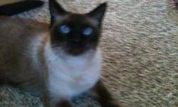Great male cat!! Bam Bam is a fixed Siamese cat. He is great with adults, kids and other animals. He is a cuddly guy who enjoys to be pet. He has never scratched or bitten anyone. We just recently had a baby girl and she is showing a lot of signs of being