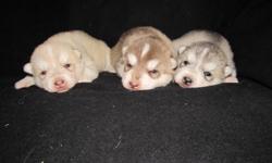 Siberian Husky pups available October 18th. Fat, healthy, heavy boned pups. Will be dewormed, first vaccinations and first treatment of Advantage Multi. Please contact to make appointment for viewing. Deposit of $100. will hold your choice till pick up.