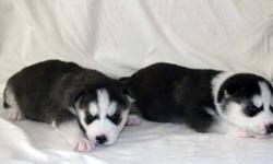 New litter of beautiful CKC reg'd Siberian Husky Puppies born the 1st. of October. These new baby's will have pictures available in the next couple of weeks. Parents are family owned and raised from pups. When quality matters when choosing your pet .