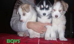 We have 3 male and 2 female siberian husky puppies available. We can deliver to Saskatoon on January 13th. They'll have first shots and will be dewormed.
Please e-mail or call if interested. Their mother is silver, and father brown and white.