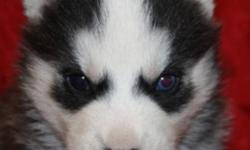 WE HAVE 2 LITTER OF SIBERIAN HUSKY PUPPIES
. ~The 1`st litter there are 7 pups all Black & White ( 2 males(1 bi-eyed & 1 Brown eyed) avialable ) Born Oct 9 2011, Both Mom and Dad are Black & White with Blue Eyes and Both are C.K.C Reg"d ( these pups well