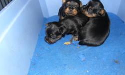 JEANSA KENNELS IS NOW ACCEPTING DEPOSIT ON 2 MALE SILKY TERRIER PUPPIES CKC REGISTERED WILL BE TATTOOED FIRST NEEDLE VET CHECKED TAILS DOCKED HEALTH GUARANTEE CALL 227-4553