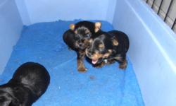 SILKY TERRIER PUPPIES CKC REGISTERED. WILL HAVE FIRST NEEDLE, TATTOOED, DE-WORMED, VET CHECKED AND HEALTH GUARANTEE. SILKY TERRIER IS A HYPOALLERGENIC NON SHEDDING TOY BREED. THE SILKY MAKES A EXCELLENT FAMILY PET. DEPOSIT IS REQUIRED TO HOLD PUPPY. MALES