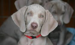 Purebred silver grey beauties ready to meet their new best friends and families. Home raised. CKC registered and microchipped. First shots, dewormed, tails and dew claws done. Our pups are affectionate, energetic, happy, healthy and looking for their