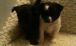 Two females, short hair, mom's a pom/japanese Spaniel cross, dad's schnauzer, min America Eskimo cross. Very cute.
This ad was posted with the Kijiji Classifieds app.