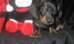 Special Christmas Prices Available Now!!
Beautiful Smoothcoat Purebred Miniature Dachshund Males
3-Black/tan brindle, 1-Red, 1-Chocolate/tan
Prices starting at $450
Ready to go on December 9
Will hold until Christmas with deposit.
These puppies will be
