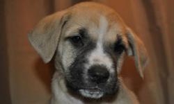 Snowflake the Underdog
Available for Adoption through Manitoba Underdogs Rescue
http://www.manitobaunderdogs.org
Status: Available
Breed: Bull Mastiff/Boxer mix
Age: 8 weeks old
Sex: Female
Energy level: Medium
Housebroken: Training
Crate trained:
