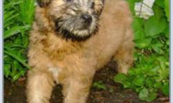 The puppies are ready to go !!! We have 3 male Soft Coated Wheaten  Terrier puppies .  American & Irish coats ! All pups will go with the first vaccines, vet exam, deworming, microchip, registration & a 6 year health guarantee. Visit us at