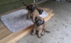 Exceptionally nice Soft Coated Wheaten Terrier puppies.  The parents are my personal pets. The mother was purchased first from the USA and I liked her so well that I purchased the sire from the Greater Vancouver area the following year.  Both parents, as