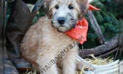 Please visit us at
 
 Mogerdoodles.com
 
NOW taking wait list for upcoming litter in December 2011(dont miss out litter coming is 1/2 sold out already!
!
Don't miss out.These Soft coated .Wheatens are
>health checked by  veterinarian ,
>immunizations up