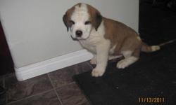 St Bernard Puppies for sale Two short haired females and two long haired females. They are cute as can be!!!!!!!  Have been around kids and other dogs. Have first shots and have been dewormed. If you see one you like I can send you more pictures.Ready to