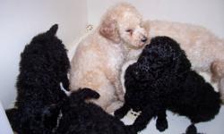 STANDARD POODLE PUPPIES AVAILABLE OCT21.WE HAVE 5 GIRLS TO CHOOSE FROM. and two male, WHITE, BLONDE AND BLACK
RAISED WITH KIDS AND OTHER PETS. VERY INTELLIGENT, NON SHEDDING HYPO ALLERGENIC, AND LOYAL BREED. WILL MATURE TO BETWEEN 45-65 LBS. CALL AT