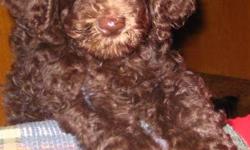 I have a chocolate standard poodle female she is ready to go she has been to the vets got her first shots and has been dewormed. She is doing great on the house training. Parents are here to meet. Mom is the white poodle dad is last picture. 705-286-0812