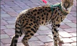 http://www.nugget.ca/ArticleDisplay.aspx?e=3323761
Kijiji ppl of North Bay, there has been a case of a stolen African Serval Cat in North Bay. Please be on the lookout for anyone attempting to sell this cat here or online elsewhere. REMINDER: This is just