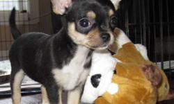 All Photos taken Jan 15/12! If you are looking for a Tiny Chihuahua of distinction...You have found it! Proudly announcing 2 litters of stunning Chihuahua's. We have 2 litters to choose from. Both long hair and short hair available. The parents are  very