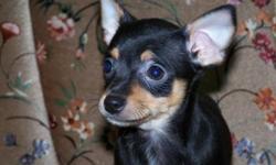 Free delivery Sunday to Calgary and  Medicine Hat
Very loving, very playful, very sweet Min Pin x chi puppies!  They will stay very small and are perfect companions for anyone and especially for people who have smaller living spaces.  The puppies come