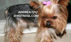 *****super tiny!!! teacup 2.5lbs fullgrown Yorkie. 1year old****
all shots done, full grown, pee pad trained, healthy and loves ppl
very sweet and doesn't bark at all, perfect for condos. female.girl
very rare real teacup yorkie, have all the paperwork.