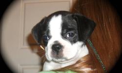 Our sweet baby girls are 3/4 Boston Terrier 1/4 Puggle.  They come pre-spoiled, well socialized with other animals and children and are vet checked with first shots and deworming. Mom and Dad are very quiet, well socialized loving members of their human