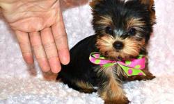 Ready to go Feb 1st
5 Yorkies (males and females)
Puppies are being vet checked and vaccinated on Jan 24th and ready to leave us on Feb 1st.
Sizes range from 3.5-6 lbs adult size. Prices range from $950-$1500 (depending on size and sex)
If you have any