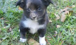 Teacup Chihuahua Puppy
Colours:Cream and white short coat male
              Toxedo black and white long coat male
The puppies are ready to go.
Vet checked, vaccinated, dewormed, micro chipped, CKC registered.
One year health warranty.
Our dogs have a
