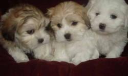 I have 5 Tiny Teacup Malt x shih tzu
They have had shots and 3xs de wormed
vet approved
Paper work provided
3 girls and 2 boys
All brindle with white ,white with cream and black and white
They dont need alot of room to run
Loving and very docile,nice tiny
