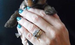 Teacup size yorkie pups ready to go to their new home for Novemeber 22! Parents on site, mother (4 1/2lbs- forth picture ) father (3 lbs-last picture). Now taking deposits. Males available!!! (1st pic- med, 2nd- smallest, 3rd- largest) First needles and