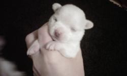 Adorable and Tina Chihuahua puppies for sale.
 
1 Male and 1 female, they were born December 13th and will be ready to go to their forever homes February 13/2012 Just in time for Valintines Day!
 
Mom is Fawn in color and 3.6lbs Dad is also Fawn in color
