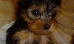 Beautiful Teacup Yorkie for sale$1300.00
Female Teacup
Mother is 4 pounds and dad is 3.5 pounds fantastic temperament
 
Serious inquiries only and I am not looking to negotiate
10 weeks old
Picture 1 is 6 weeks old
Picture 2 is at 9 weeks old
Picture 3 is