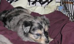 Austrailian Shepherd / Golden Retriever cross puppies.  These pups should make a wonderful all around dog.  4 blue merle, 1 black, 2 black with gold trim, 2 black with white trim and 1 1/2 black 1/2 blue merle.  All puppies will be vet checked, have first