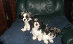 1 female, 2males. Mother is a 2.5 pound shih-poo, and father is a 3.5 shitzu. They have a wonderful disposition and temperament. They have had their hair clipped this summer, when their hair is grown they look like little furry balls of hair. They are a