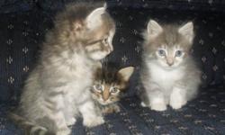 I have three gorgeous male kittens free to great homes and ready to go ASAP! :) Their brother and sister have already found homes, however these three are still waiting on their new families. One is a dark striped kitten and the other two are the grey