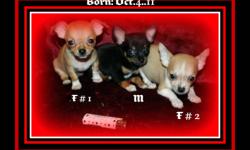 TINY APPLEHEAD CHIHUAHUA PUPPIES
************************************
READY NOW!!!!
 JUST IN TIME FOR CHRISTMAS!!!!
Very nice & TINY Appleheads...
2 FEMALES ...1 MALE
2 FEMALES ARE SABLE & WHITE
MALE IS A TRI-COLORED BL/WH/TAN
THEY ARE SHORT COATS
By