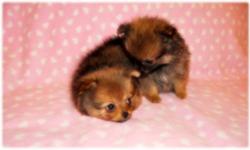 These little fluff balls are now ready to go! each puppy has a wonderful personality that are NOT yappy and absolutely LOVES TO CUDDLE! Hard to find black and black parti colors in the litter and they are tiny too. All of the pups are pee-pee and poo-poo