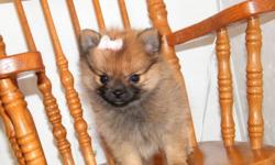 this tiny girl is ready for a forever home, she has had her first shots and vet check. shes a blk mask orange sable, weighing in at 1.8 pounds. very friendly raised around kids loves attention. mom is 4 pound cream pomeranian and dad is a 4 pound red