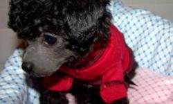 We have female teacup poodle available just in time for the holidays.
She has darling tiny features and is such a sweet and gentle puppy.  Pictures do not do her justice.  
She was born all black with white sock markings and a tiny little white marking