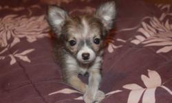 Cute tiny male chihuahua puppy. Has been dewormed. 9 weeks old.