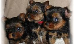 Adorable Tiny Yorkie Pups! 3 males to choose from. We are now taking deposits to reserve your special puppy! Mommy is 5lbs and Daddy is 3.6lbs. Ready to go just in time for Christmas! Non Shedding! and will be started on the peepads and Newspaper