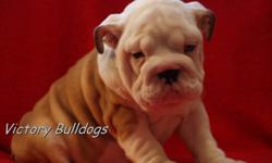 VICTORY BULLDOGS
 
Has some outstanding Male and Female English Bulldog Puppies Now Available out of Rodney and Ready to go They will be 10 weeks on the 28th of January!  This was a very anticipated repeat breeding!  We had some outstanding puppies the
