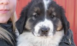 Livestock Guardian Breed from Croatia Calm, Friendly, Thinking breed that is very easy to train Love Kids and great with other animals Mother was a working dog in Croatia and was imported to be the second breeding female in North America Father is a very