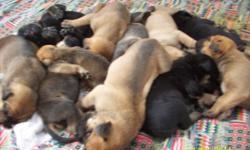 We have 10 beautiful tosa-inu/english mastiff pups for sale.   This is her second litter.  She had 5 females and 5 males.  (sold 1 female and 2 males).  The mother is on site.  She is a prebred tosa-inu mastiff (rare breed) and the father is an english