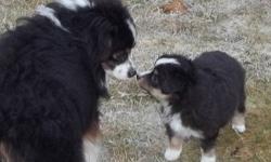 Our toy aussies were born Oct 27 and they are double register eligible (we will send the paperwork with the puppies to be registered). If you would like breeding rights for a puppy, it costs an extra $200. They are paper trained and they are UTD on all