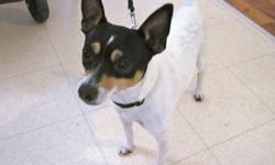 Rare in B.C.- Toy Fox Terrier (Tri-colored, smooth coat). 28 month old male. Includes Registered papers, crate, accessories, all shots up to date and lots of doggie wags & kisses. Sweet, healthy little guy, he prances, loves to play fetch, go for walks