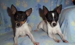 Two males, five months old and weighing under 3 pounds and under 4 pounds. They are tiny dogs with big personalities.
 We are anxious to place them in new homes soon, before the snow flies or the seasonal  shipping embargoes come into effect. 
They were