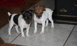We have 3 male Toy Fox Terrier Puppies nearly ready to find their forever homes!  These smart little guys are cute as a button, they love to play but will stop for a cuddle anytime you're ready!  They come with their tails docked and dewclaws removed,